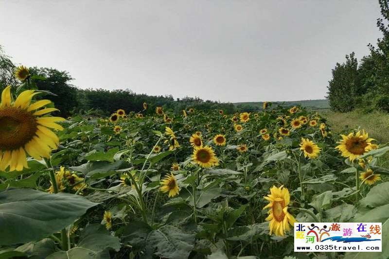 秦皇島盧龍棋盤山景區電話0335-3522588