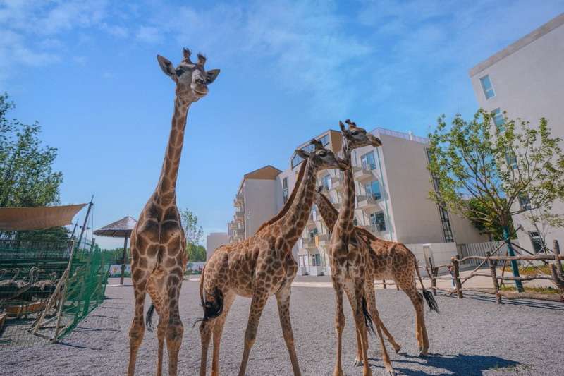 北戴河漁田小鎮(zhèn)七里海度假區(qū)-萬(wàn)得瀾度假酒店&七里宿集民宿